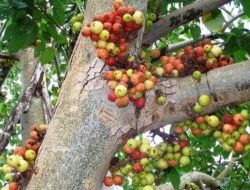 Buah Loa, Si Misterius Pembunuh Hipertensi