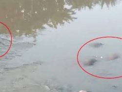 Heboh Penemuan 7 Mayat Mengambang di Kali Bekasi Pada Minggu Pagi