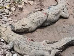 Dinding Penangkaran Jebol, Warga Cianjur Panik Buaya Berkeliaran di Kali dan Sawah