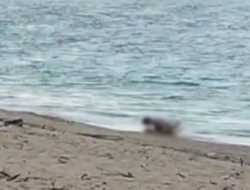 Viral di Medsos, Polisi Identifikasi Video Mesum WNA di Pantai Mandalika