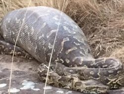 Dicari Keluarga Tak Kunjung Pulang, Benjo Ditemukan Tewas di Perut Ular Piton Sepanjang 6 Meter