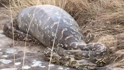 Dicari Keluarga Tak Kunjung Pulang, Benjo Ditemukan Tewas di Perut Ular Piton Sepanjang 6 Meter