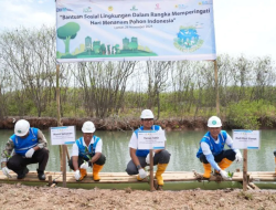 PLN EPI, PLN IP dan Perhutani Kolaborasi Kembangkan Ekosistem Mangrove dan Hutan Biomassa