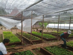 Kembangkan Biomassa Berbasis Kerakyatan, PLN EPI Tanam 50 Ribu Pohon di Gunungkidul