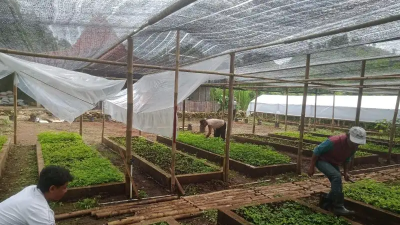 Kembangkan Biomassa Berbasis Kerakyatan, PLN EPI Tanam 50 Ribu Pohon di Gunungkidul