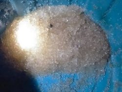 Viral Hujan Jelly di Gorontalo Utara, Ini Tiga Dugaan Faktor Penyebabnya
