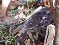 Detik-detik Hasiah Ditemukan Tak Bernyawa Ditelan Piton Sepanjang 6 meter
