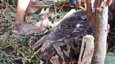 Detik-detik Hasiah Ditemukan Tak Bernyawa Ditelan Piton Sepanjang 6 meter