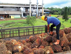 Industri Sawit RI Melesat, Produk Hilir Kian Dominan di Pasar Ekspor
