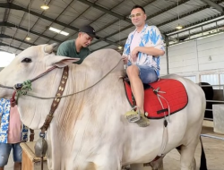 Raffi Ahmad Borong Sapi Jumbo untuk Idul Adha, Berapa Harganya? Irfan Hakim: Fantastis!