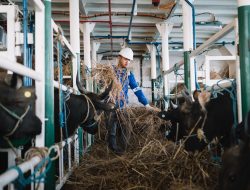 PELNI Catat Lonjakan Muatan Sapi Jelang Idul Adha Naik 120 Persen!