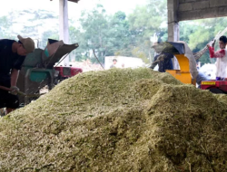 PLN EPI Tancap Gas! Dorong Energi Bersih dan Tanam Biomassa di Lahan Tidur