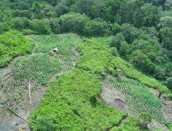 25 Hektare Ladang Ganja di Lereng Terjal Aceh Dibongkar Polisi, 2 Pelaku Diciduk
