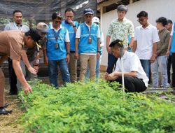 Gandeng Keraton Yogyakarta, PLN EPI Ubah Lahan Kritis Jadi ‘Tambang Hijau’ di Gunungkidul