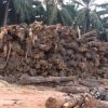 Dulu Ditebang, Kini Dihargai Rp3 Triliun! Batang Sawit Tua Bikin Heboh