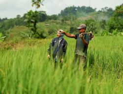 UMKM Makin Ngebut! KUR BRI Capai Rp83,88 Triliun di Paruh Pertama 2025