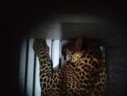 Pencarian Macan Tutul Kabur di Lembang Dihentikan, BBKSDA: Sudah Masuk Hutan Tangkuban Parahu