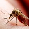 Kasus Chikungunya Meledak Awal 2025, Jawa Barat Tertinggi