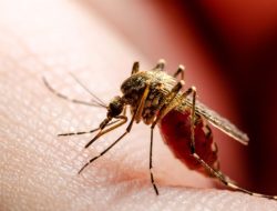 Kasus Chikungunya Meledak Awal 2025, Jawa Barat Tertinggi