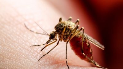 Kasus Chikungunya Meledak Awal 2025, Jawa Barat Tertinggi