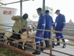 Ekosistem Ternak Berkelanjutan, Ini Jurus PLN EPI Latih Petani Domba Garut