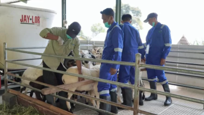 Ekosistem Ternak Berkelanjutan, Ini Jurus PLN EPI Latih Petani Domba Garut