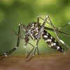 Kasusnya Melonjak di China, Chikungunya Penyakit Apa?