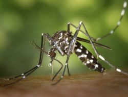 Kasusnya Melonjak di China, Chikungunya Penyakit Apa?