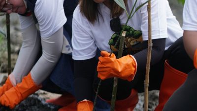 Hijaukan Medan! Pelindo Tanam 11 Ribu Mangrove di Danau Siombak