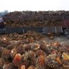 Limbah Sawit Disulap Jadi Bioethanol, Indonesia Siap Tembus Pasar Energi Hijau