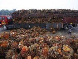 Limbah Sawit Disulap Jadi Bioethanol, Indonesia Siap Tembus Pasar Energi Hijau