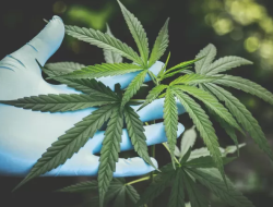 Ganja Bisa Jadi Obat Kanker? Riset Awal Bikin Peneliti Kaget
