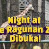 Night at the Ragunan Zoo Resmi Dibuka, Berapa Tiket Masuk dan Ada Keseruan Apa Saja?