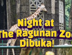 Night at the Ragunan Zoo Resmi Dibuka, Berapa Tiket Masuk dan Ada Keseruan Apa Saja?
