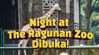 Night at the Ragunan Zoo Resmi Dibuka, Berapa Tiket Masuk dan Ada Keseruan Apa Saja?