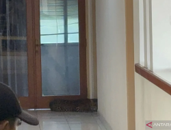 Teror Pagi Hari, Macan Tutul ‘Check In’ di Lantai 2 Hotel Anugerah Kota Bandung, Ternyata Bekas Satwa Buronan?