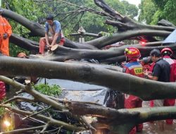 Hujan Deras Disertai Angin Kencang Kembali Makan Korban, Satu Orang Tewas Tertimpa Pohon Tumbang
