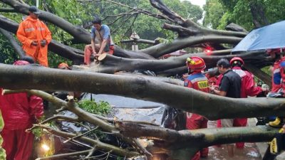 Hujan Deras Disertai Angin Kencang Kembali Makan Korban, Satu Orang Tewas Tertimpa Pohon Tumbang