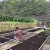Dari Desa Jadi Digital, PLN EPI Kembangkan Rumah Bibit Super Modern Pakai Energi Listrik
