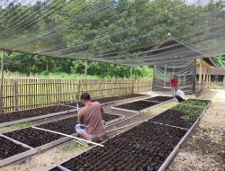 Dari Desa Jadi Digital, PLN EPI Kembangkan Rumah Bibit Super Modern Pakai Energi Listrik
