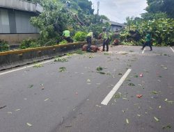 Pohon Tumbang, Transjakarta Koridor 1 Dialihkan, Hindari Kawasan Masjid Agung Jaksel