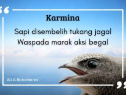 Sapi disembelih tukang jagal Waspada marak aksi begal