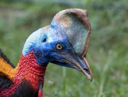 Burung Paling Ganas, Bersuara Merdu Hingga Terbang Paling Tinggi