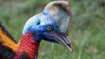 Burung Paling Ganas, Bersuara Merdu Hingga Terbang Paling Tinggi