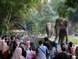 Pengunjung Ragunan Diajak untuk Lebih Peduli Pada Kehidupan Satwa