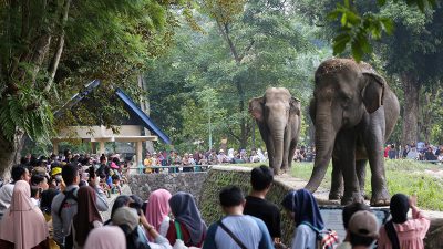 Pengunjung Ragunan Diajak untuk Lebih Peduli Pada Kehidupan Satwa