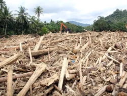 Tepis Pernyataan Bobby Nasution, Walhi: yang Terjadi Bencana Ekologis Bukan karena Cuaca Ekstrem!