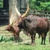 Watusi Jadi Kado Tahun Baru untuk Pengunjung Taman Margasatwa Ragunan