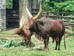 Watusi Jadi Kado Tahun Baru untuk Pengunjung Taman Margasatwa Ragunan