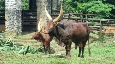 Watusi Jadi Kado Tahun Baru untuk Pengunjung Taman Margasatwa Ragunan